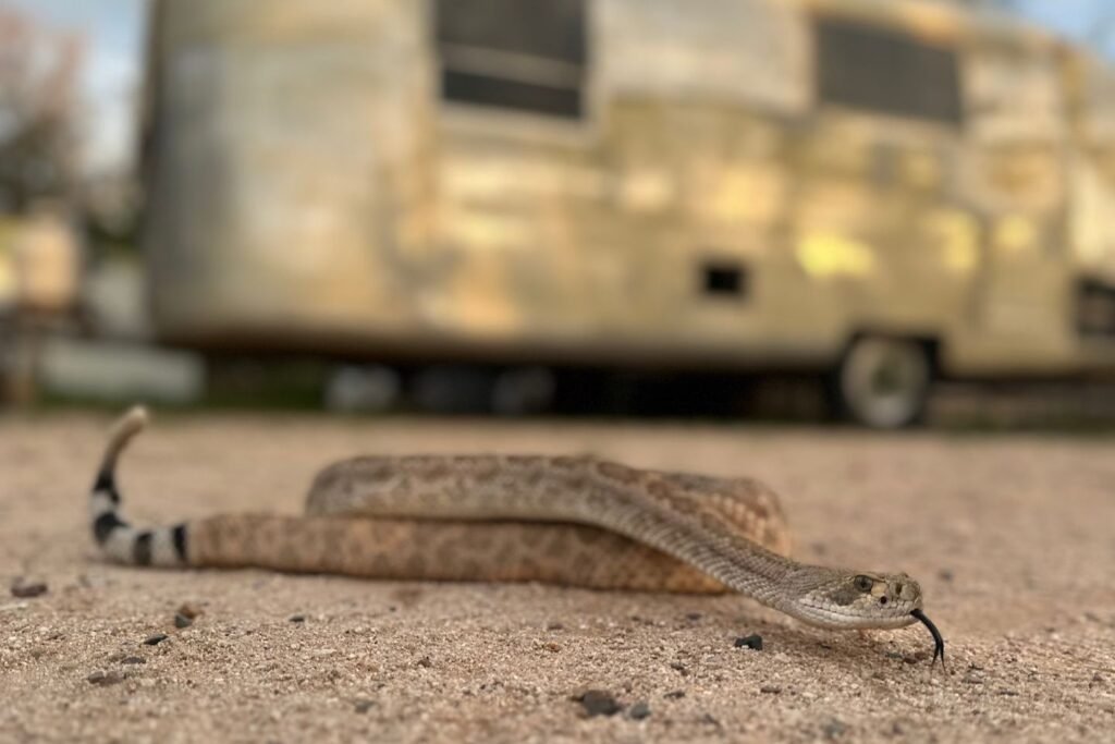 Leave it: Dog trainers help pets avoid venomous snakes