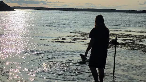 Meet Finn, the 15-year-old who saved a shark in New Brunswick Meet Finn, the 15-year-old who saved a shark in New Brunswick