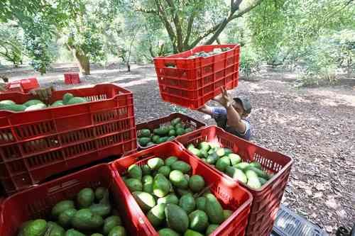 México domina en exportación de aguacate a Estados Unidos México domina en exportación de aguacate a Estados Unidos