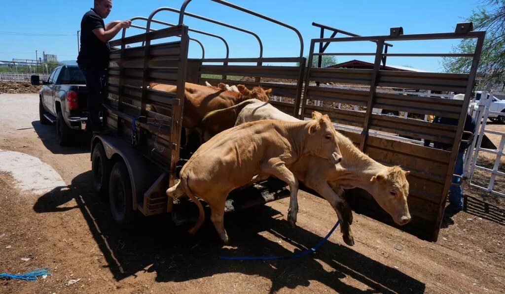 Mexico resumes limited cattle exports to U.S. after screwworm pause, relieving ranchers Mexico resumes limited cattle exports to U.S. after screwworm pause, relieving ranchers