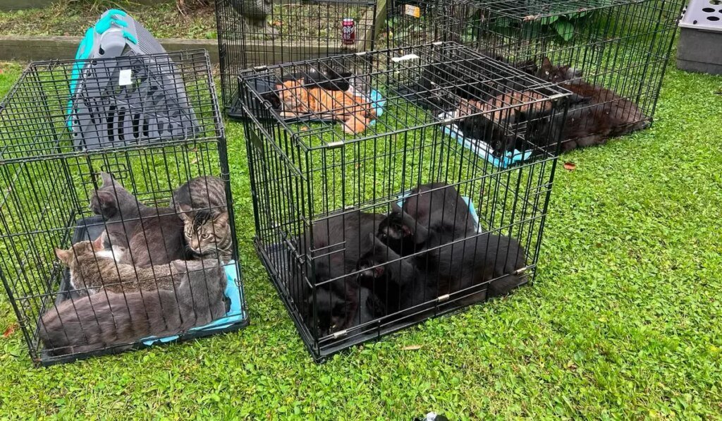 More than 100 cats rescued from Northern Cambria home after domestic dispute turns violent