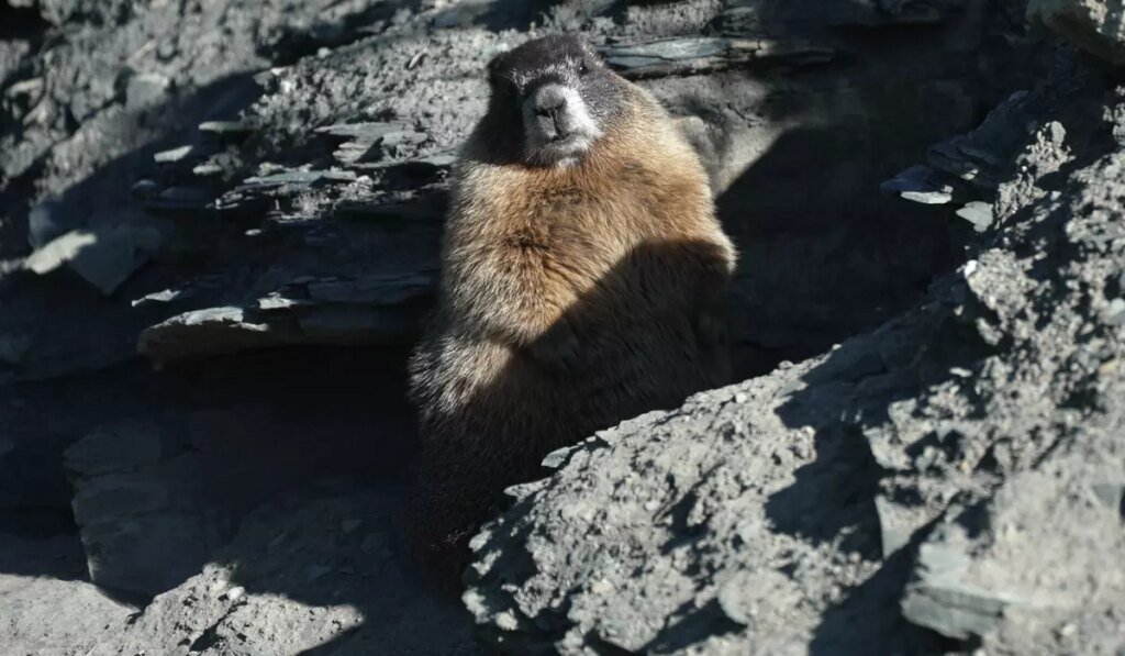 Move over bears. Fat Marmot Week puts a spotlight on the alpine rodents Move over bears. Fat Marmot Week puts a spotlight on the alpine rodents