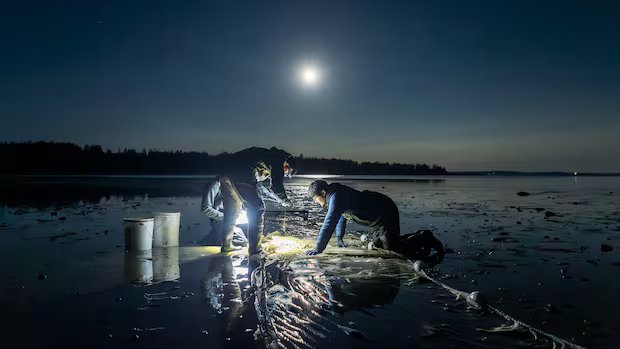 PHOTOS | These award-winning Canadian images show how scientists see nature PHOTOS | These award-winning Canadian images show how scientists see nature