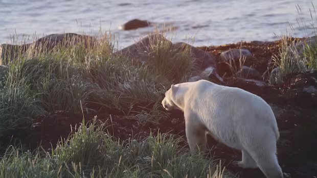 Paddler shoots and kills polar bear along Hudson Bay coast in Manitoba, province says Paddler shoots and kills polar bear along Hudson Bay coast in Manitoba, province says