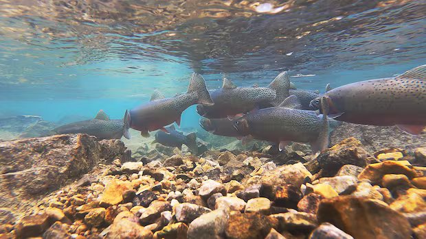 Parks Canada finding success in reviving threatened fish species in Banff Parks Canada finding success in reviving threatened fish species in Banff