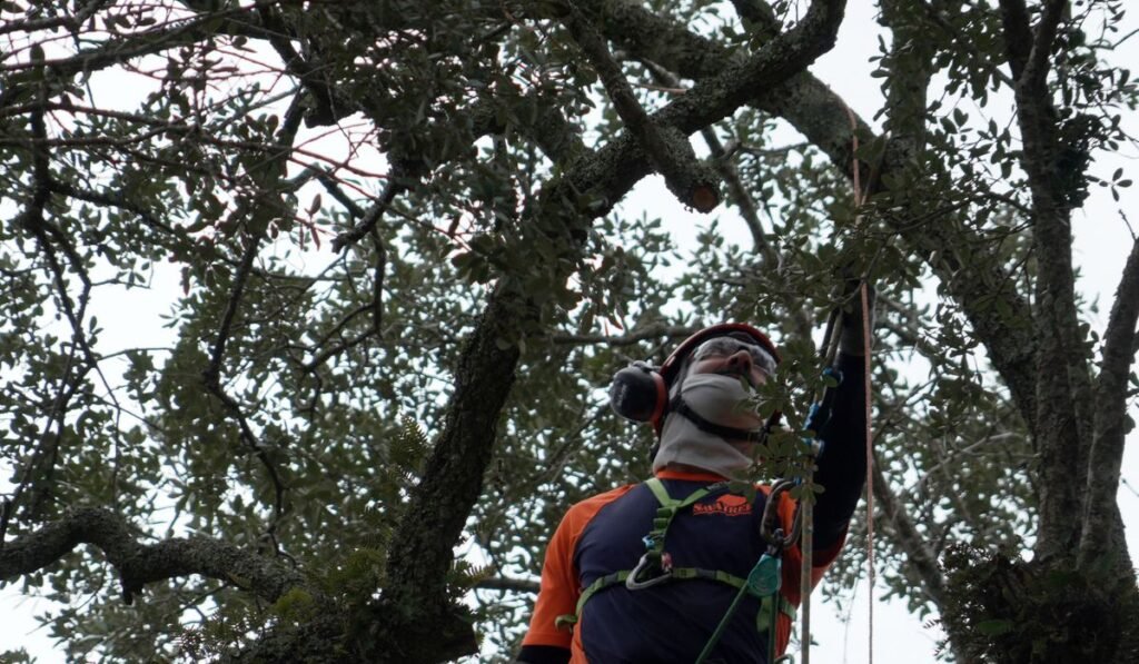 Preservationists are working to extend the life of a rare Revolutionary War ‘witness tree’ Preservationists are working to extend the life of a rare Revolutionary War ‘witness tree’