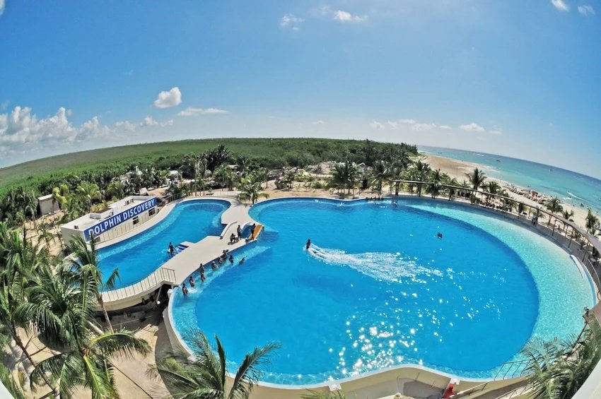 Profepa clears 6 dolphins for relocation from Cancún dolphinarium Profepa clears 6 dolphins for relocation from Cancún dolphinarium