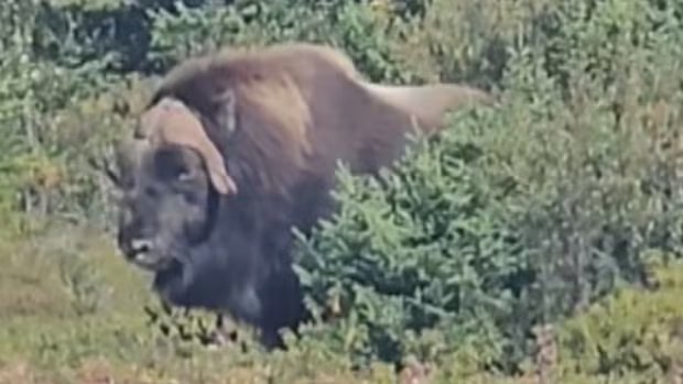 Rare muskox with fur like a ‘magical grass skirt’ spotted in Labrador West Rare muskox with fur like a 'magical grass skirt' spotted in Labrador West