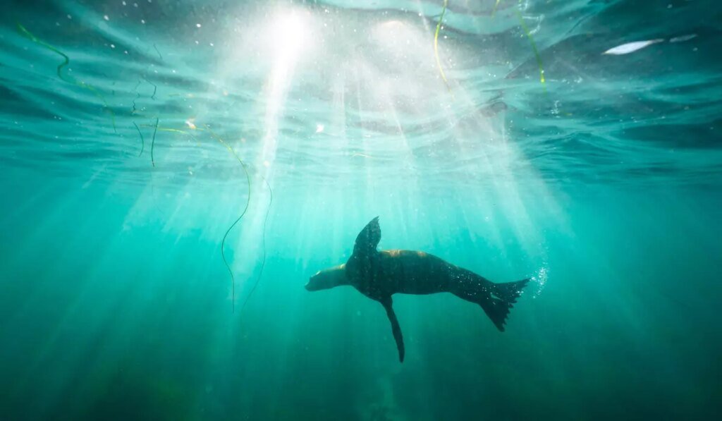 San Diego man pleads guilty to kicking protected sea lion in an attack caught on video San Diego man pleads guilty to kicking protected sea lion in an attack caught on video