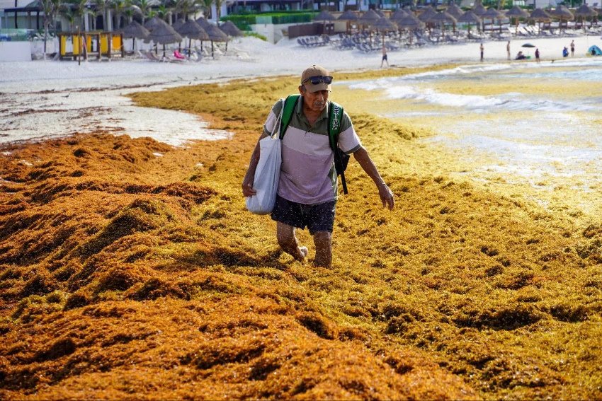 Sargassum levels drop across Quintana Roo after record peak Sargassum levels drop across Quintana Roo after record peak
