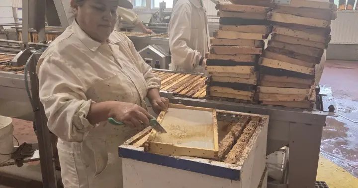Saskatchewan honey producers face uncertain future amid Canada-U.S. trade war Saskatchewan honey producers face uncertain future amid Canada-U.S. trade war
