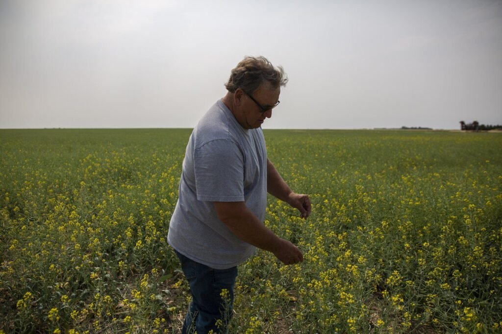 Saskatchewan senator, farmer Todd Lewis dies at age 65 Saskatchewan senator, farmer Todd Lewis dies at age 65