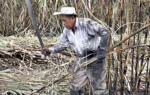Se produjeron 80 mil toneladas de azúcar menos de lo esperado: cañeros Se produjeron 80 mil toneladas de azúcar menos de lo esperado: cañeros