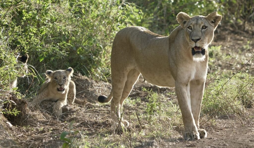 Sheriff warns Indianans to be alert after report of escaped lioness, cub Sheriff warns Indianans to be alert after report of escaped lioness, cub