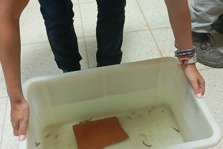 Spanish police confiscate dozens of Mexican axolotls Spanish police confiscate dozens of Mexican axolotls