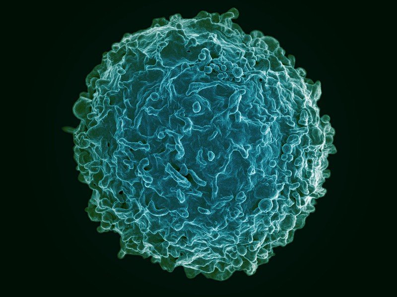 Startup Boulevard Bio Launches With Immune Reset Pioneer Schett as Co-Founder Startup Boulevard Bio Launches With Immune Reset Pioneer Schett as Co-Founder