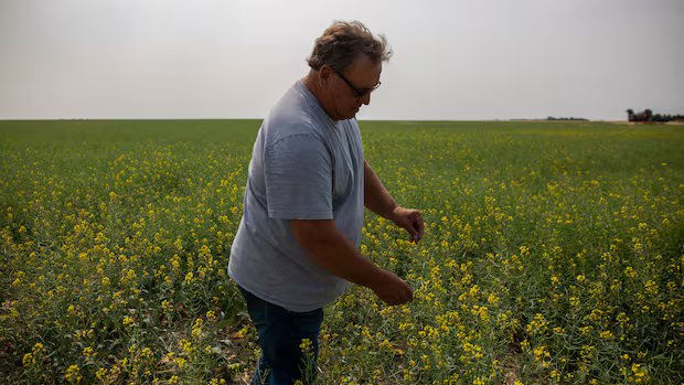 ‘Steadfast champion’: Sask. senator Todd Lewis dies at 65 'Steadfast champion': Sask. senator Todd Lewis dies at 65