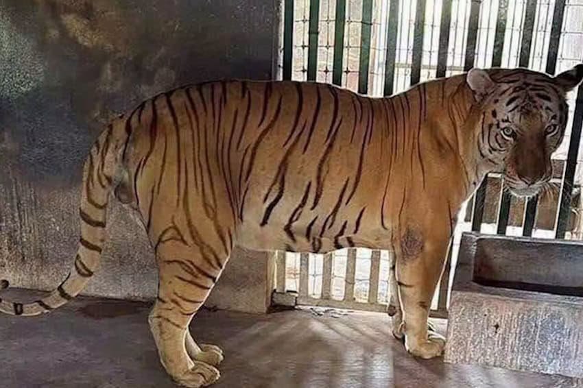 Tamaulipas fuel-theft bust uncovers ranch hiding 135 exotic animals Tamaulipas fuel-theft bust uncovers ranch hiding 135 exotic animals