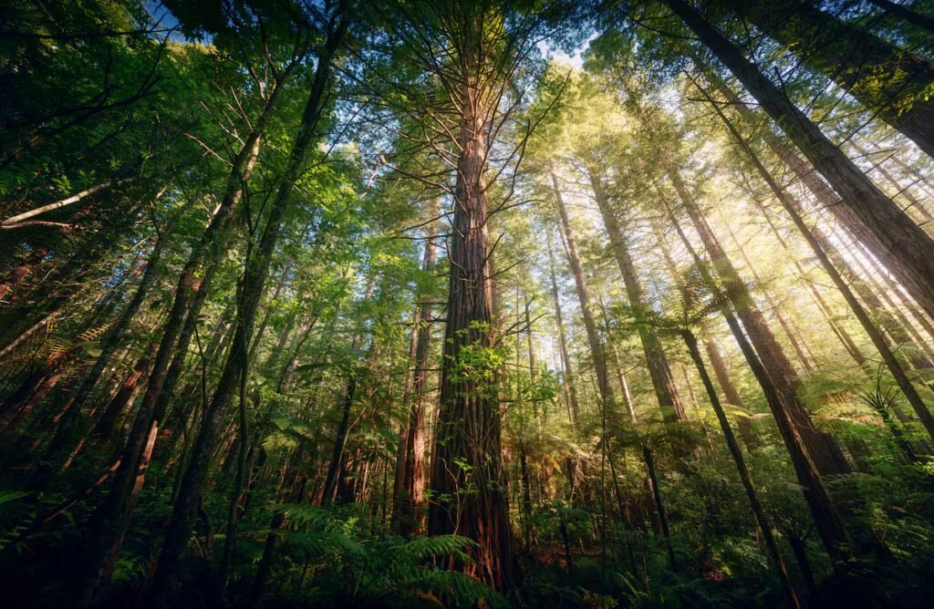 Temperate forests that once vanished over millennia are now disappearing in decades | Science Temperate forests that once vanished over millennia are now disappearing in decades | Science