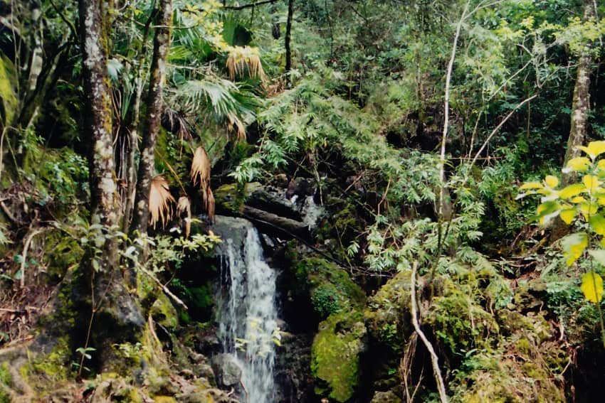 ‘The Forgotten Ones’: Mexico’s mysterious forest guardians 'The Forgotten Ones': Mexico’s mysterious forest guardians