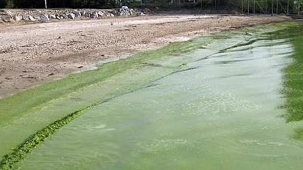 Toxic algae outbreaks in Alberta can now be tracked online through satellite imagery Toxic algae outbreaks in Alberta can now be tracked online through satellite imagery