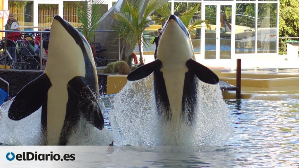 Traslado inminente de las dos orcas de Marineland a Loro Parque pese a los informes desfavorables de la autoridad científica española Traslado inminente de las dos orcas de Marineland a Loro Parque pese a los informes desfavorables de la autoridad científica española