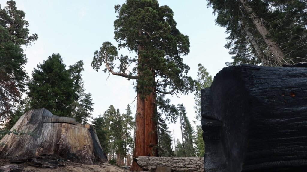 Trump administration to open untouched national forests to logging : NPR Trump administration to open untouched national forests to logging : NPR