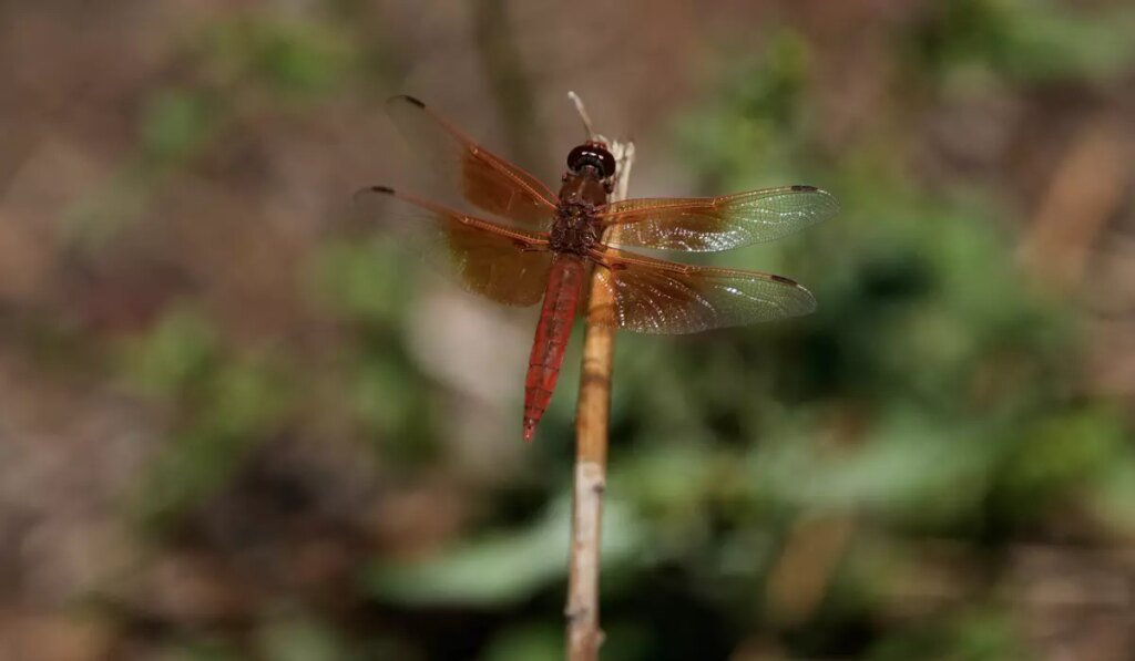 Unusual dragonfly swarms sweep across California after warm spring rains