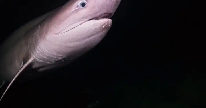 Vancouver Island diver captures rare shark encounter – BC Vancouver Island diver captures rare shark encounter - BC