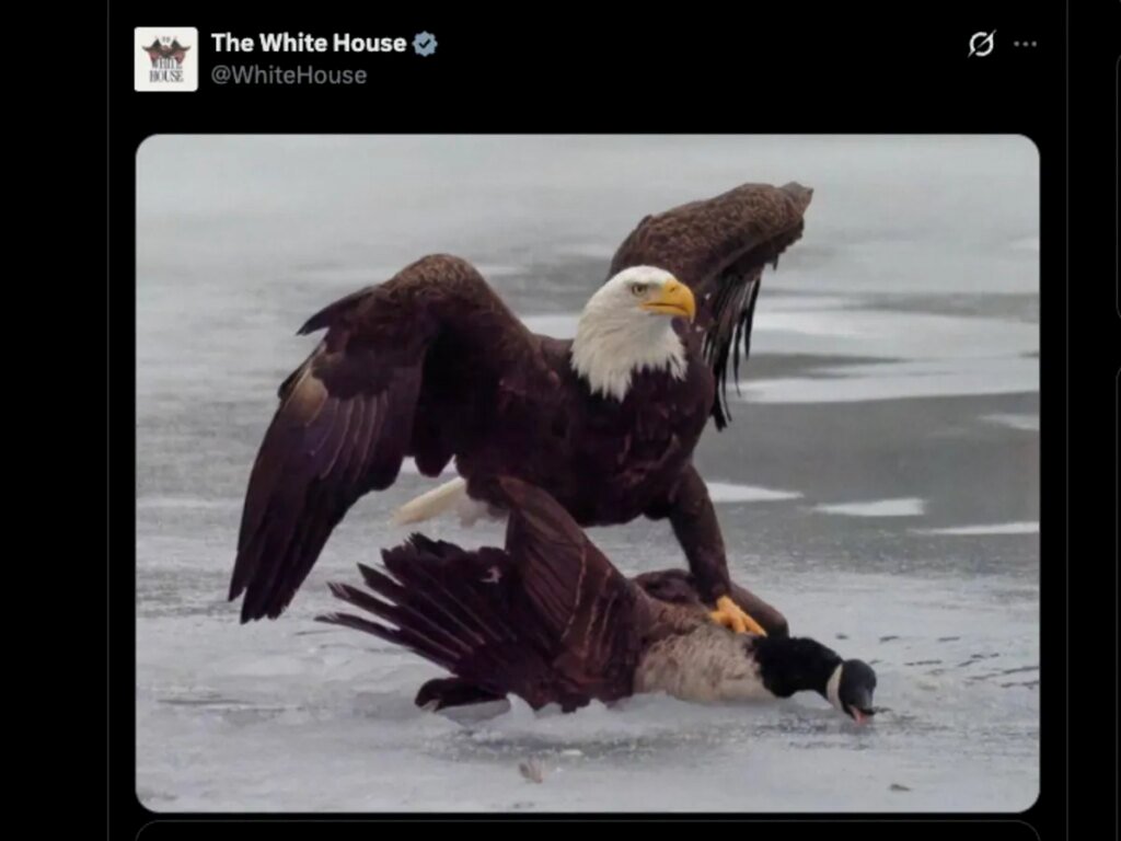 White House posts image of eagle besting goose. Not so fast, say users