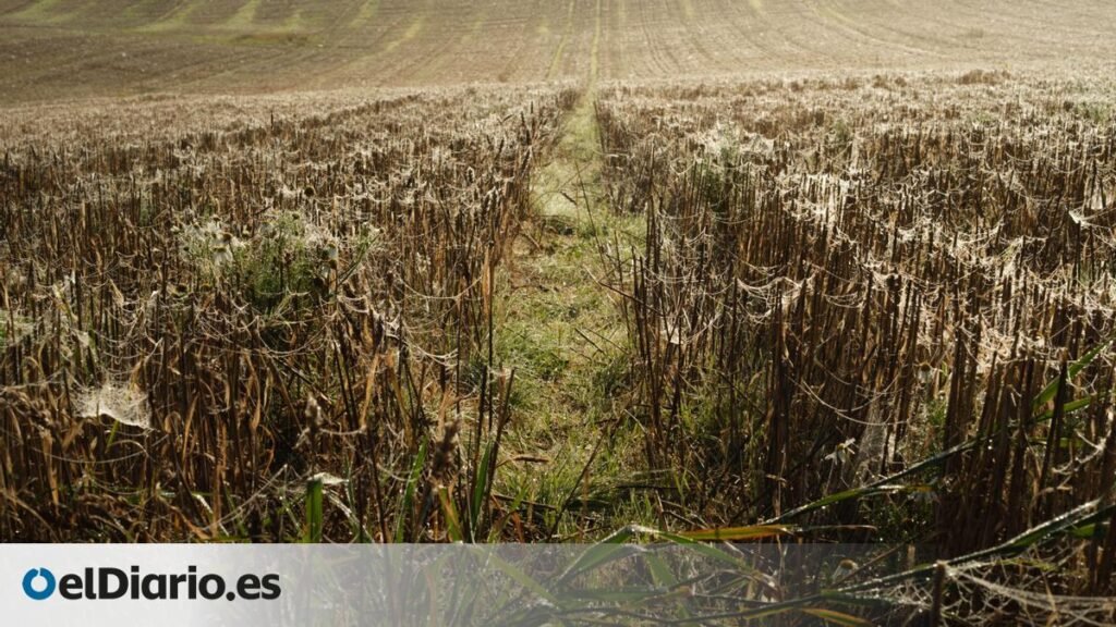 ¿Hasta dónde conviene confiar en un chatbot con inteligencia artificial? Un agricultor perdió sus cosechas tras seguir sus indicaciones