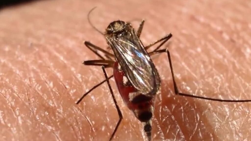 ¿Por qué los mosquitos pican a unas especies y no a otras? La respuesta está en su evolución ¿Por qué los mosquitos pican a unas especies y no a otras? La respuesta está en su evolución