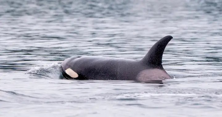 ‘Shocking’ video captures orcas close to shore in Washington State – BC ‘Shocking’ video captures orcas close to shore in Washington State - BC