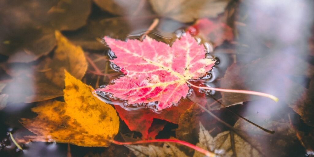 Colour crush: our top 6 picks for fall foliage in Canada Colour crush: our top 6 picks for fall foliage in Canada