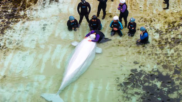 ‘I tried to say goodbye and tried to tell him I love him’: Canada’s last captive whales leave Marineland 'I tried to say goodbye and tried to tell him I love him': Canada's last captive whales leave Marineland
