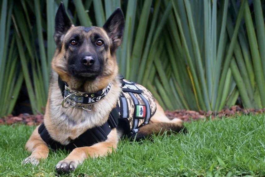 Mexico’s missing persons commisson. has a new canine comrade Mexico's missing persons commisson. has a new canine comrade