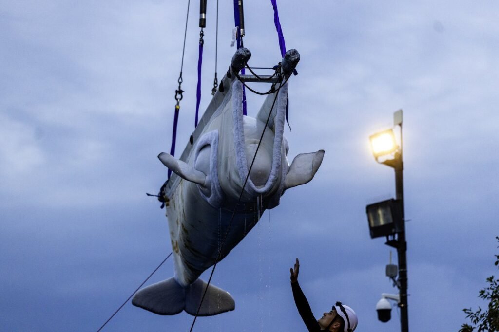 Two whales die in Chicago aquarium after moves, including one from Marineland
